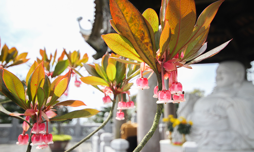 Độc đáo mùa hoa đào chuông tại Bà Nà Hills