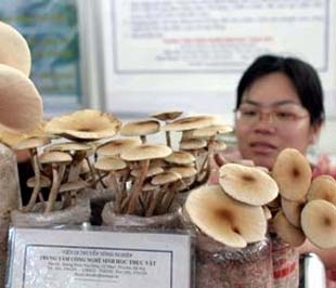 Hiện nay, FDI chủ yếu tập trung vào vùng kinh tế trọng điểm phía Nam và phía Bắc, các tỉnh vùng sâu, vùng xa tỉ trọng rất thấp.