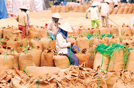 Tổng sản lượng lúa năm 2010 của cả nước sẽ đạt trên 39 triệu tấn.