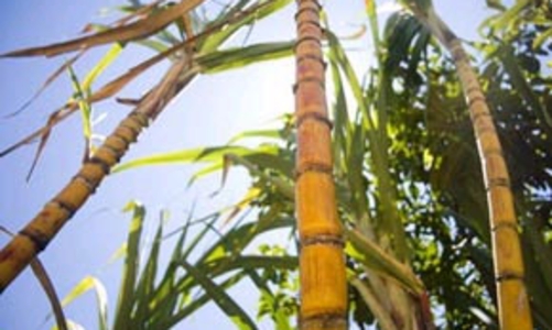 Tái cơ cấu tài chính, cứu doanh nghiệp mía đường