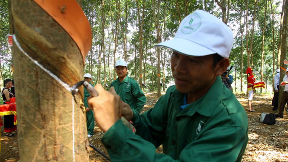 Mô hình góp đất trồng cao su đã thay đổi rất lớn quỹ đất canh tác hàng năm của các hộ dân.