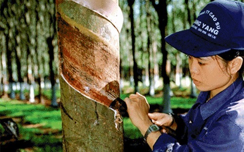 Phó thủ tướng cho phép người lao động trong danh sách hưởng 
lương của các doanh nghiệp, đơn vị sự nghiệp thuộc VRB, là đối tượng trong phương án sắp xếp lao động, được mua 
cổ phần ưu đãi.