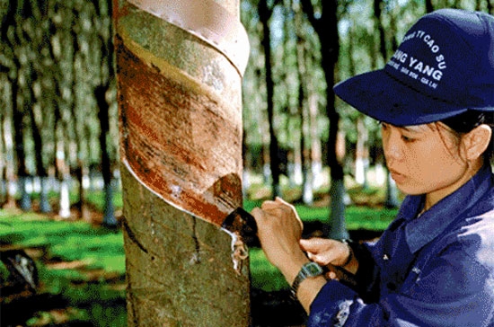 Theo VRG, phần lớn các khu công nghiệp được chuyển từ đất trồng cao su sang, tập trung ở các tỉnh Đồng Nai, Bình Dương, Tây Ninh, Tp.HCM, chi phí đầu tư rẻ, triển khai giao đất cho nhà đầu tư nhanh.