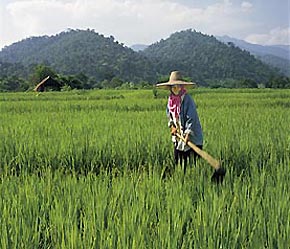 Chương trình can thiệp thị trường thóc gạo của Chính phủ Thái Lan làm giá thóc gạo nội địa của nước này vững ở mức cao.