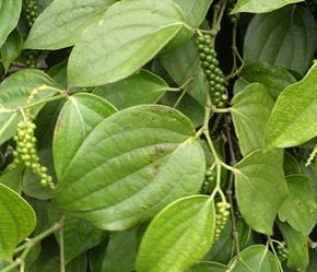 Năm nay, tình trạng mất mùa hồ tiêu ở Việt Nam diễn ra trên diện rộng.