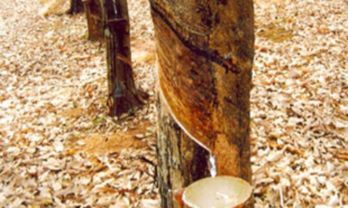 Xuất khẩu nông sản của Việt Nam sang Trung Quốc sẽ giảm?