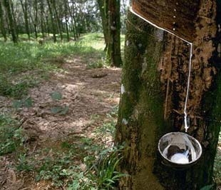 Trồng cao su là một trong những lĩnh vực tiềm năng cho các doanh nghiệp Việt Nam ở Lào.