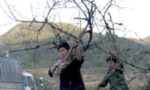 Vui, buồn chuyện đào rừng về xuôi