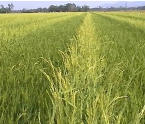 Trong tương lai gần, giá gạo Việt Nam có thể bằng hoặc cao hơn giá gạo Thái Lan.