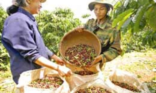 Hỗ trợ lãi suất 6%/năm cho doanh nghiệp mua cà phê tạm trữ