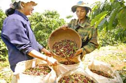 200 nghìn tấn cà phê niên vụ 2009-2010 sẽ được ngân sách nhà nước hỗ trợ lãi suất cho doanh nghiệp thu mua tạm trữ.
