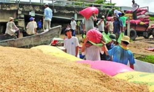 Bức xúc từ hạt gạo