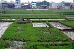 Tổng số tiền thu được từ thuế sử dụng đất nông nghiệp hàng năm chỉ khoảng 84 tỷ đồng.