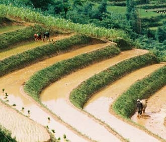 Ruộng bậc thang tại bản Tả Van (Lào Cai).