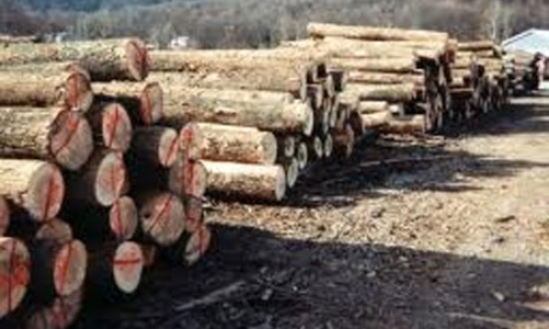 Đề xuất tăng thuế xuất khẩu thép, xi măng và gỗ