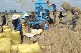 Xuất khẩu gạo phải đảm bảo lợi ích cho nông dân.