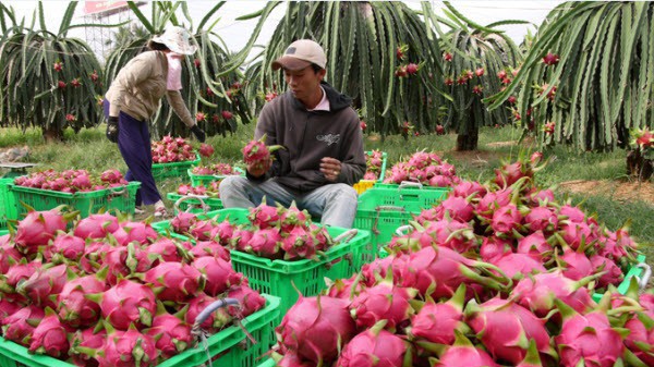 Nhìn chung, trong các tháng đầu năm 2018, xuất khẩu rau quả sang hầu hết các thị trường đều tăng kim ngạch so với cùng kỳ năm ngoái.