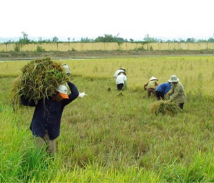 Ở Việt Nam, nông dân chiếm 60% tổng lao động và tạo ra 20% GDP; giá trị sản phẩm do nông dân làm ra chỉ bằng 1/3 so với bình quân sản phẩm đầu ra tính theo đầu người đối với mọi ngành nghề.