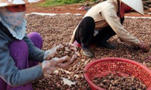 40% nguyên liệu của ngành điều vẫn phải nhập khẩu