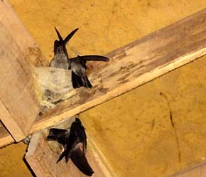 Chim yến làm tổ trong nhà - Ảnh: Eeka Vietnam.