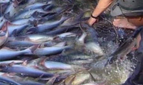 Giá cá tra lên thì hàng lại thiếu!