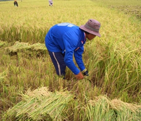 Hiện có nhiều động thái cho thấy, khu vực nông nghiệp, nông thôn vẫn tiếp tục nằm “ngoài rìa làn sóng phát triển” của đất nước.