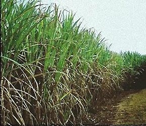 Brazil hiện là nước xuất khẩu đường thô lớn nhất thế giới.