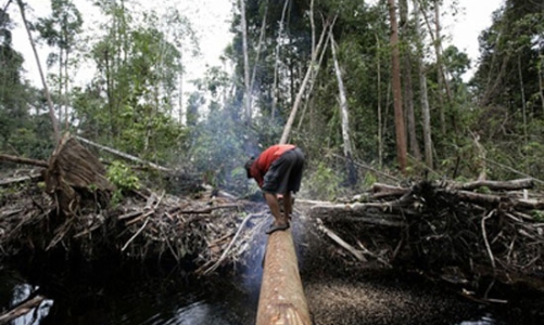 Trả công nửa ký cá, làm sao giữ được rừng?