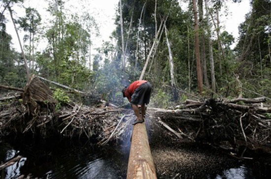 Chính sách để dân gắn bó với rừng, sống được từ rừng thực sự chưa được như mong muốn.