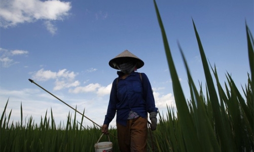 Tích tụ ruộng đất: Còn xa đường đến “giấc mơ” đại điền