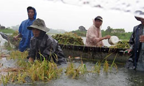 Hỗ trợ 20% - 100% phí để thí điểm bảo hiểm nông nghiệp