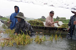 Chính sách này trong quá trình thí điểm sẽ góp phần hỗ trợ người nông dân khắc phục hậu quả thiên tai trong sản xuất nông nghiệp.