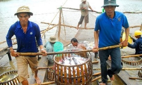 Thủy sản nhập khẩu: Rắc rối kiểm dịch