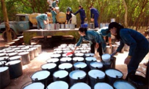 Cao su thêm một mùa bội thu