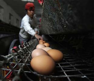 Bột trứng cũng nằm trong nhóm nguyên liệu phải lấy mẫu kiểm tra melamine - Ảnh: Reuters.