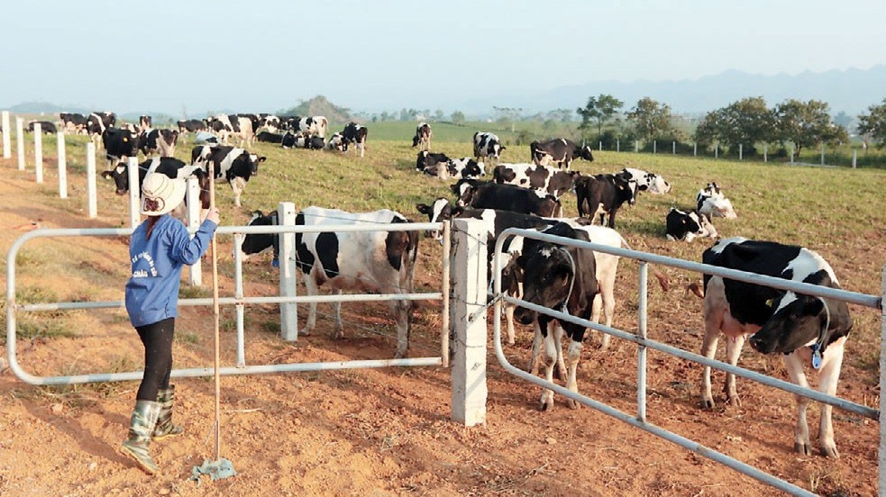 Chăn nuôi là ngành chịu ảnh hưởng nặng từ CPTPP.