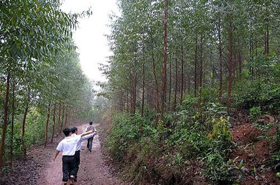 Một khu vực trồng rừng của InnovGreen