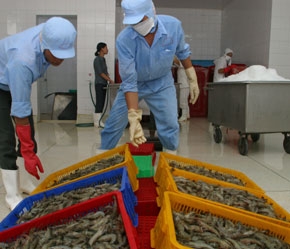 Tôm sú là thế mạnh của ĐBSCL.