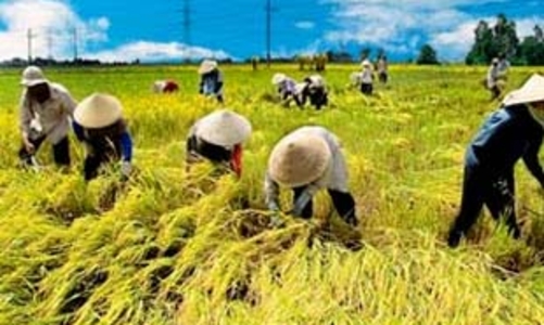 “Trình độ sản xuất của nông dân mình quá yếu”