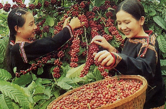 Cà phê đang được giá.