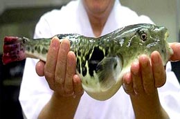 Một số chuyên gia cho rằng nếu được xuất khẩu, chế biến theo đúng yêu cầu kỹ thuật của đối tác thì cá nóc vẫn sẽ mang về giá trị rất lớn chứ không nguy hại.