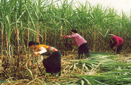 Từ 12/10 mía nguyên liệu ở Đồng bằng sông Cửu Long đã tăng thêm 20.000 đồng/tấn. Giá thu mua mía 8 chữ đường tại ruộng hiện tại là 650.000 đồng/tấn, mía 10 chữ đường là 750.000 đồng/tấn.