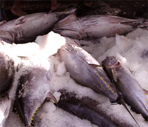 Bảo quản cá ngừ trên tàu đánh bắt.