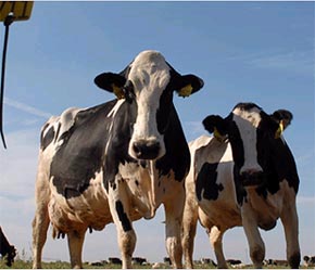 Nguyên nhân giá sữa tăng chính là nguyên liệu đầu vào - Ảnh: NY Times.