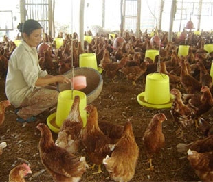 Nông dân được ưu ái khi tất cả nông sản làm ra khi đem bán đều không phải nộp thuế cho Nhà nước.