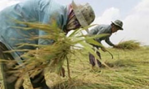 Xuất khẩu gạo Thái Lan đối mặt nhiều thách thức