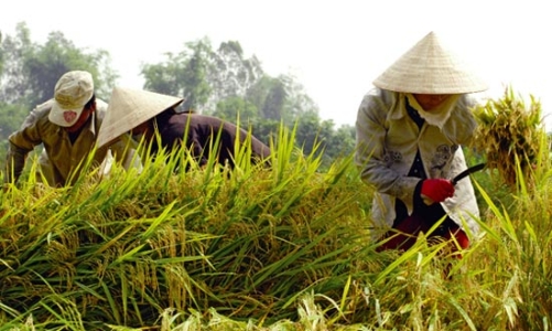 “Gói kích cầu vừa qua chưa thực sự đến tay nông dân”