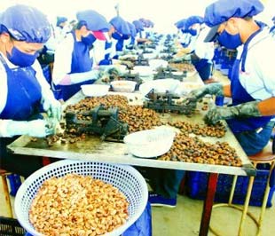 Chế biến điều xuất khẩu tại một doanh nghiệp ở TP.HCM - Ảnh: Lê Toàn.