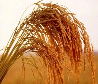 Tại Việt Nam, vụ lúa hè thu đang được thu hoạch rộ ở ĐBSCL, nguồn cung thóc gạo tăng, nhưng nhu cầu gạo cũng tăng mạnh.
