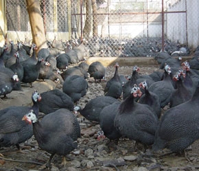 Gà Sao bắt nguồn từ gà rừng, hiện có 3 dòng với ngoại hình đồng nhất.